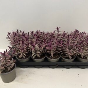 Hebe other green Hebe Pink Princess
(18 Plants/Order)(9cmP 16cmH)