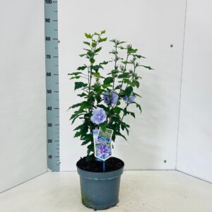 Hibiscus syriacus Blue Chiffon ('Notwood3'PBR)
(1 Plants/Order)(23cmP 80cmH)