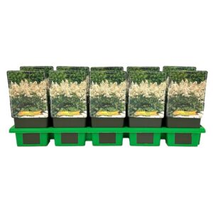 Astilbe Deutschland japonica P11
(10 Plants/Order)(11cmP 25cmH)
