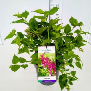Leycesteria formosa Leycesteria formosa 50-60C5
(1 Plants/Order)(23cmP 70cmH)