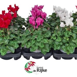 Cyclamen Cyclamen Super Serie XL Mixlaag
(3 Plants/Order)(15cmP 35cmH)