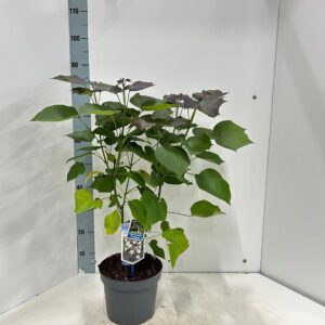 Catalpa Purpurea erubescens
(1 Plants/Order)(23cmP 85cmH)