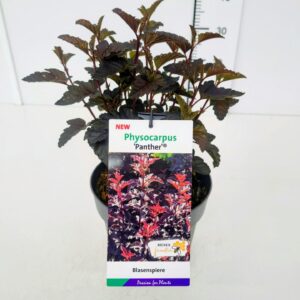 Physocarpus opulifolius Physocarpus op. 'Panther' 40-50C3
(1 Plants/Order)(19cmP 50cmH)