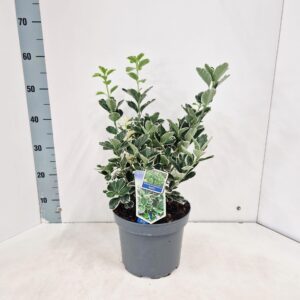 Euonymus japonicus Kathy
(1 Plants/Order)(23cmP 50cmH)