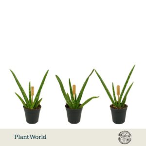 Aloe vera Aloe vera 5,5cm
(20 Plants/Order)(5.5cmP 10cmH)