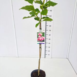 Magnolia Magnolia 'Iolanthe' 80CMSTC5
(1 Plants/Order)(22cmP 140cmH)