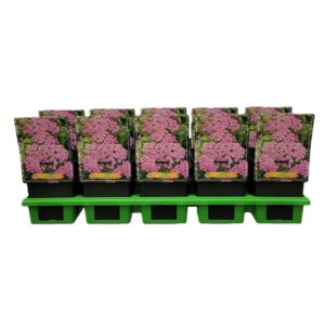 Achillea Achillea 'Pretty Belinda' P11 (10 Plants/Order)(11cmP 25cmH)