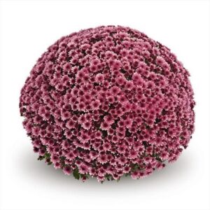 Chrysanthemum Vigo
(1 Plants/Order)(19cmP 45cmH)