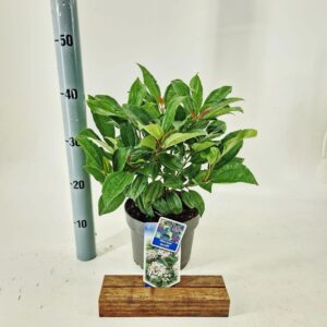 Viburnum davidii
(1 Plants/Order)(19cmP 40cmH)