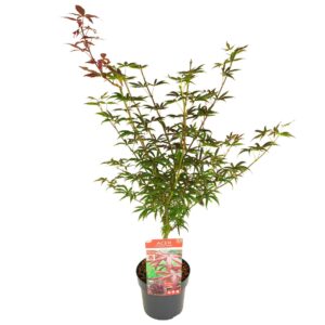 Acer palmatum Starfish' PREMIUM
(1 Plants/Order)(19cmP 70cmH)