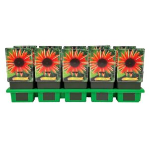 Echinacea purpurea Orange Shades' P11
(10 Plants/Order)(11cmP 25cmH)