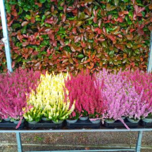 Calluna Beauty-Ladies "Ladies CC shelf mixed
(18 Plants/Order)(9cmP 12cmH)