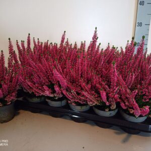 Calluna Beauty-Ladies Ladies Red
(18 Plants/Order)(9cmP 12cmH)