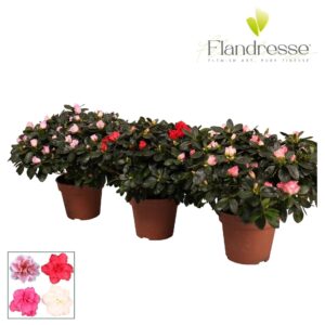 Rhododendron mix Azalea Flandresse® 37 40 cm
(5 Plants/Order)(16cmP 40cmH)