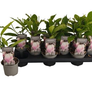 Magnolia soulangeana P10,5
(12 Plants/Order)(10cmP 30cmH)