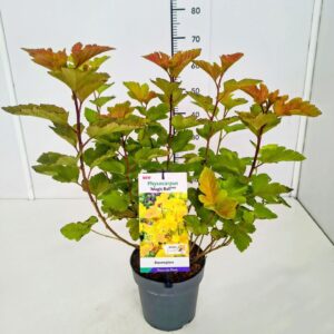 Physocarpus opulifolius Physocarpus op. 'Magic Ball' PBR 40-50C3
(1 Plants/Order)(19cmP 60cmH)