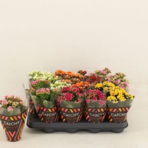 Kalanchoe Calandiva Double mix
(16 Plants/Order)(8cmP 15cmH)