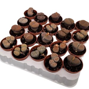 Lithops Sp. (living Stones) 
(20 Plants/Order)(5cmP 8cmH)