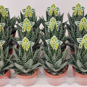 Aloe Tiki Tahi Aloe Tiki Tahi P9
(12 Plants/Order)(9cmP 16cmH)