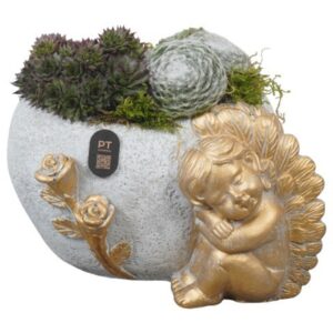 Arrangement PTAH3010 Arrangement All Saints in beton Pot
(3 Plants/Order)(21cmP 14cmH)