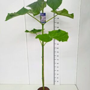 Paulownia tomentosa Paulownia for. 'Fast Blue' 175-200C10 
(1 Plants/Order)(28cmP 195cmH)