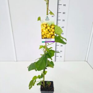 Vitis other white Vitis 'Phönix' 80CMC2
(10 Plants/Order)(17cmP 100cmH)