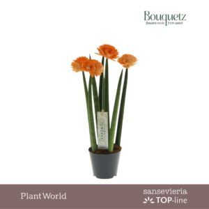 Sansevieria Cylindrica Sansevieria TOP-line Bouquetz Orange P8,5
(6 Plants/Order)(8.5cmP 35cmH)