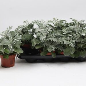 Senecio cineraria Jacobaea Maritima
(8 Plants/Order)(13cmP 22cmH)