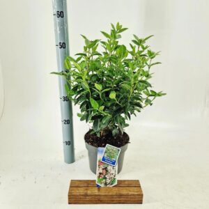 Viburnum tinus Eve Price
(1 Plants/Order)(19cmP 60cmH)