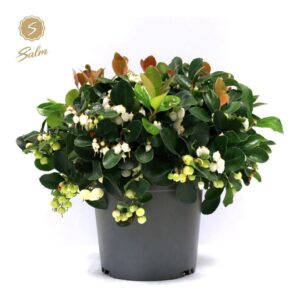 Gaultheria procumbens Ciao Bella Wh
(6 Plants/Order)(15cmP 28cmH)