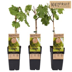 Vitis Vroege From der Laan
(10 Plants/Order)(15cmP 65cmH)