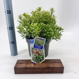 Pieris japonica Little Goldy ('Opstal 65'PBR)
(1 Plants/Order)(19cmP 25cmH)