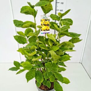 Magnolia Yellow Lantern Magnolia 'Yellow Lantern' 100-125C10
(1 Plants/Order)(28cmP 125cmH)