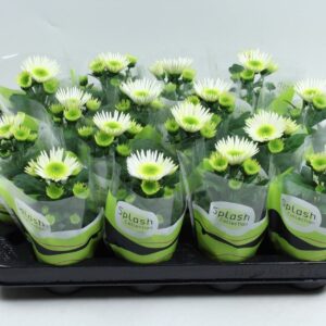 Chrysanthemum Splash Meadow Splash Meadow mini 7 cm
(12 Plants/Order)(7cmP 14cmH)