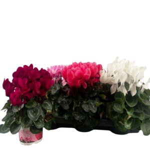 Cyclamen Big Headed Super Serie XL mix
(6 Plants/Order)(13cmP 30cmH)