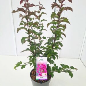 Malus Malus toringo Malus toringo 'Scarlet' 80-100C7
(1 Plants/Order)(25cmP 100cmH)