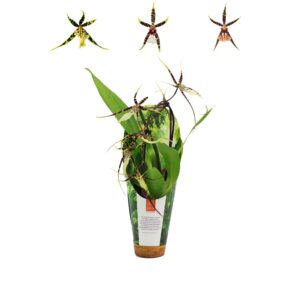 Brassia Toscane Inca cascade 9cm in luxury Jungle cover
(11 Plants/Order)(9cmP 35cmH)