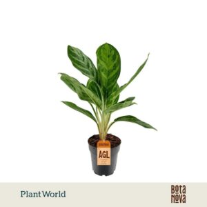 Aglaonema Legacy Aglaonema Legacy
(7 Plants/Order)(14cmP 45cmH)