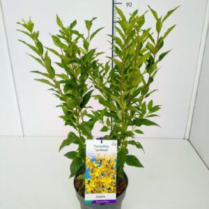 Forsythia intermedia Lynwood Forsythia int. 'Lynwood' 60-80C5
(1 Plants/Order)(23cmP 80cmH)