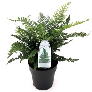 Polystichum setiferum Polystichum setiferum ES15 1,7l
(6 Plants/Order)(15cmP 15cmH)