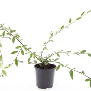 Cotoneaster salicifolius Herbstfeuer'
(8 Plants/Order)(14cmP 10cmH)