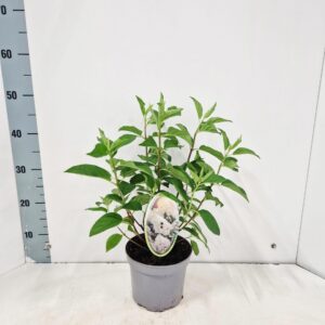Hydrangea paniculata ‘Silver Dollar’
(1 Plants/Order)(17cmP 45cmH)
