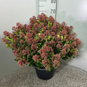 Skimmia Rubesta Jos japonica
(1 Plants/Order)(31cmP 50cmH)