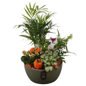 Arrangement kamer PTHI3232 Arrangement Autumn Indoor in Ceramics schaal
(4 Plants/Order)(18cmP 34cmH)