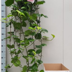 Epipremnum pinnatum pinnatum Global Xl Epipremnum Global Green 25cm
(1 Plants/Order)(25cmP 120cmH)
