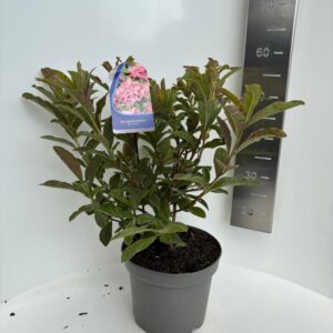 Rhododendron Mollis 'Berryrose' (AK) Rose'
(1 Plants/Order)(23cmP 55cmH)