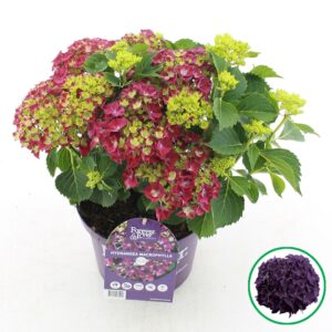 Hydrangea macrophylla other Forever Ever® purple C5 (23cm.) Kn.
(1 Plants/Order)(23cmP 45cmH)