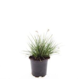 Pennisetum alopecuroides Little Bu
(8 Plants/Order)(14cmP 10cmH)