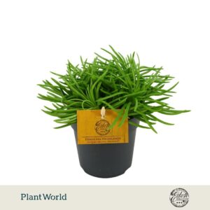Senecio Himalaya
(8 Plants/Order)(12cmP 20cmH)