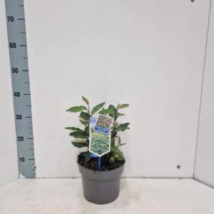 Elaeagnus ebbingei Compacta'
(1 Plants/Order)(19cmP 35cmH)
